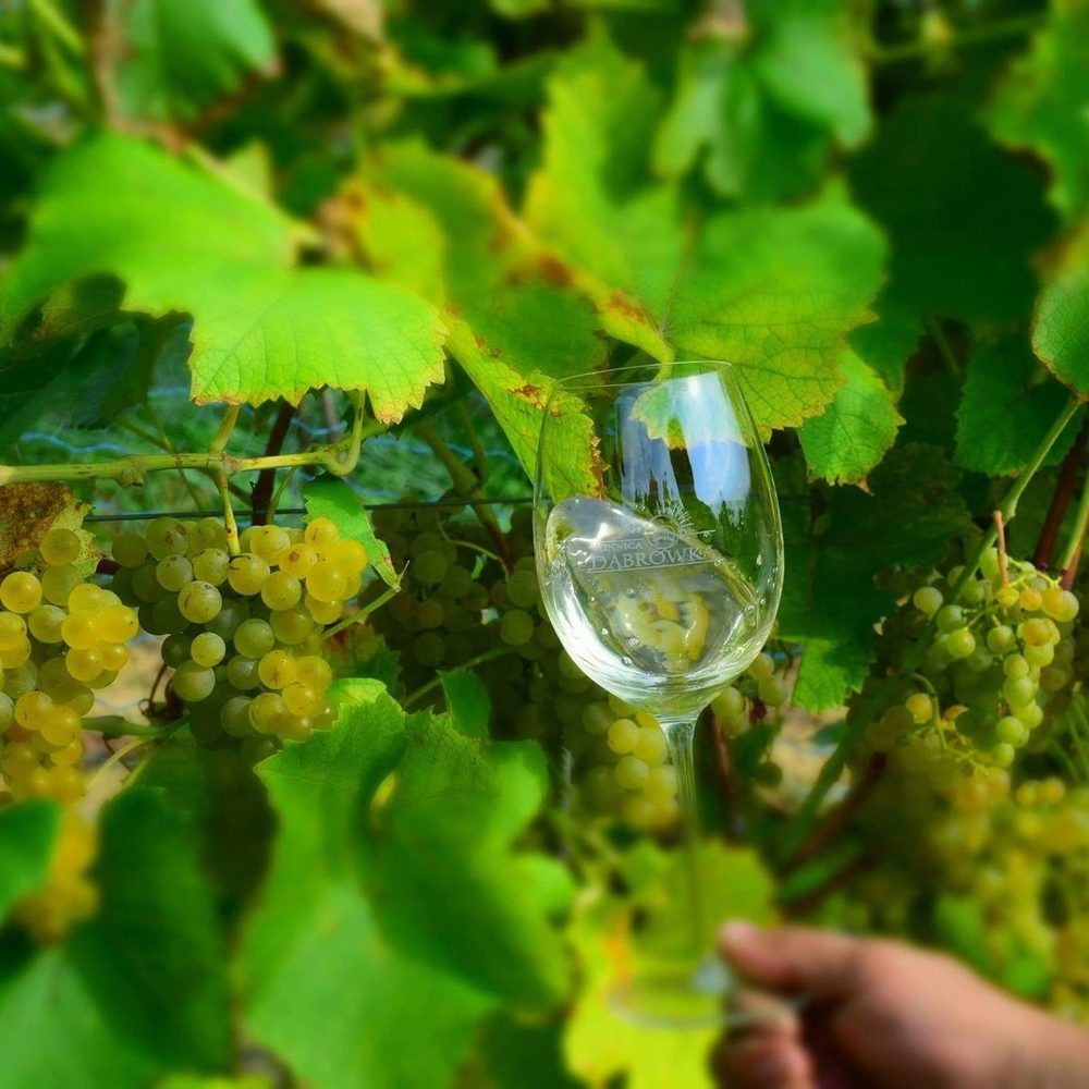 Una copa de vino blanco en un viñedo polaco